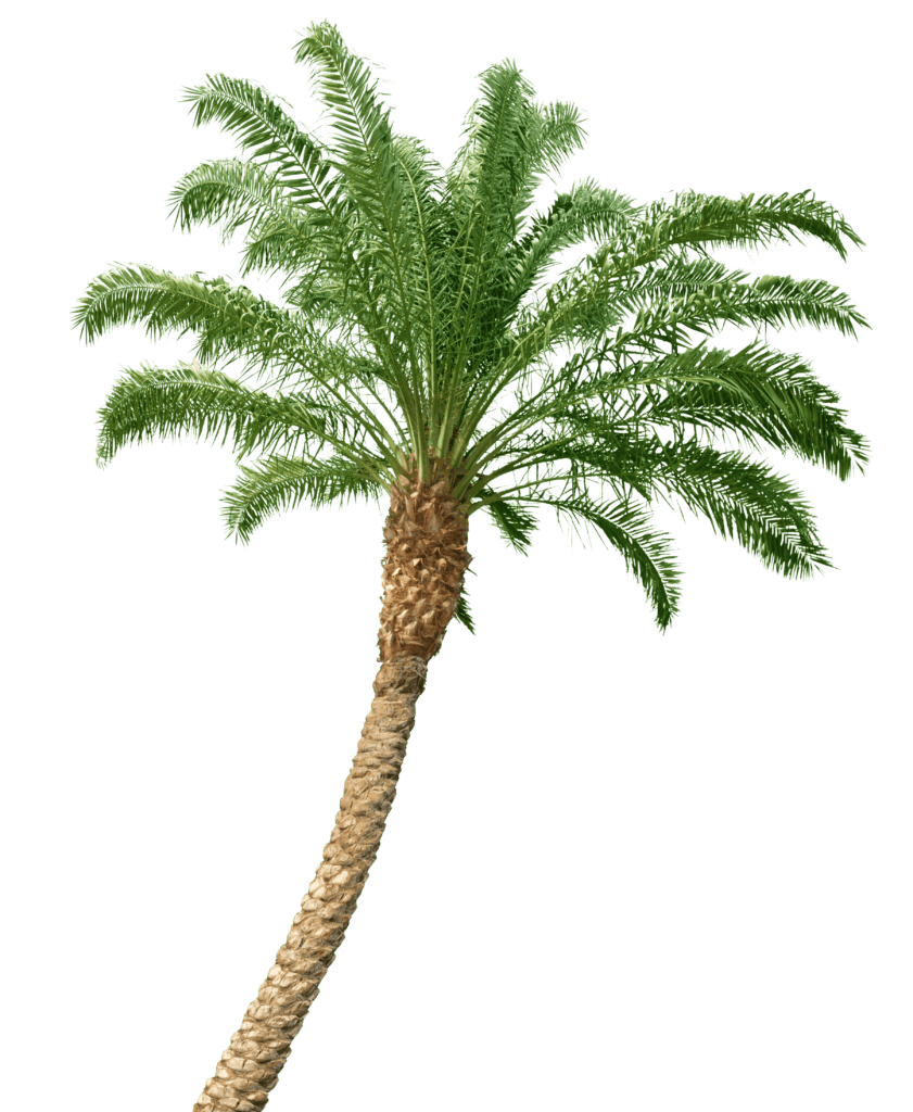 Lush green palm tree for landscape design and outdoor spaces.