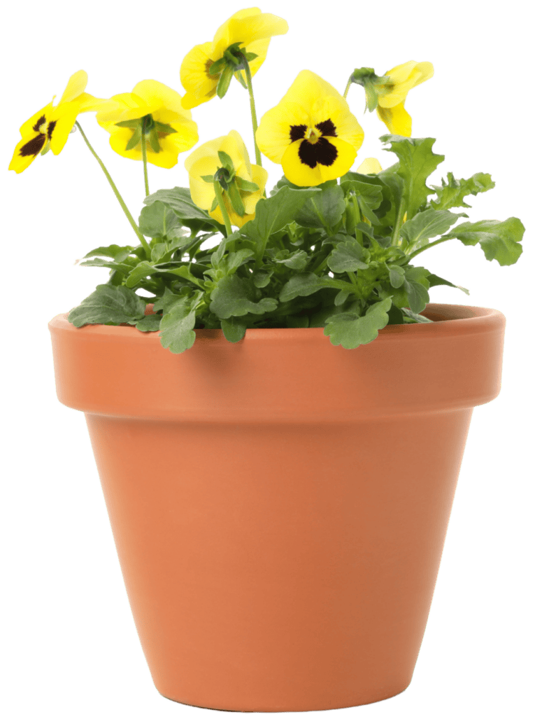 Yellow pansy flower in a terracotta pot for garden decor.