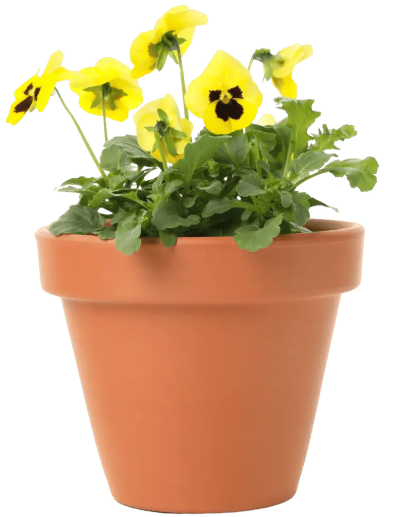 Yellow pansy flower in a terracotta pot for garden decor.